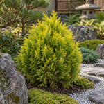 Thuja orientalis 'Aurea Nana'