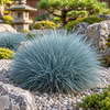 Festuca glauca ‘Elijah Blue’ – ilustrație AI a plantei mature