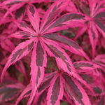 Acer palmatum ‘Geisha Gone Wild’ – imagine ilustrativă
