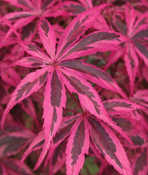Acer palmatum ‘Geisha Gone Wild’ – imagine ilustrativă