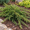 Juniperus communis 'Repanda' – exemplar ornamental