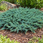 Juniperus conferta 'Blue Pacific' – port natural