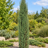 Juniperus communis Sentinel – exemplar solitar