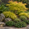 Kaede – amenajare ilustrativă cu Acer Orange Dream, Hakonechloa Aureola, Carex Evergold, Dryopteris și Pachysandra Green Carpet