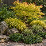 Kaede – amenajare ilustrativă cu Acer Orange Dream, Hakonechloa Aureola, Carex Evergold, Dryopteris și Pachysandra Green Carpet