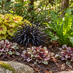 Komorebi: Heuchera Electra, Ophiopogon Nigrescens, Phyllitis scolopendrium și trei Ajuga Burgundy Glow. Imagine ilustrativă.