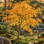 Acer palmatum Koto no ito – frunziș auriu-portocaliu toamna, imagine ilustrativă