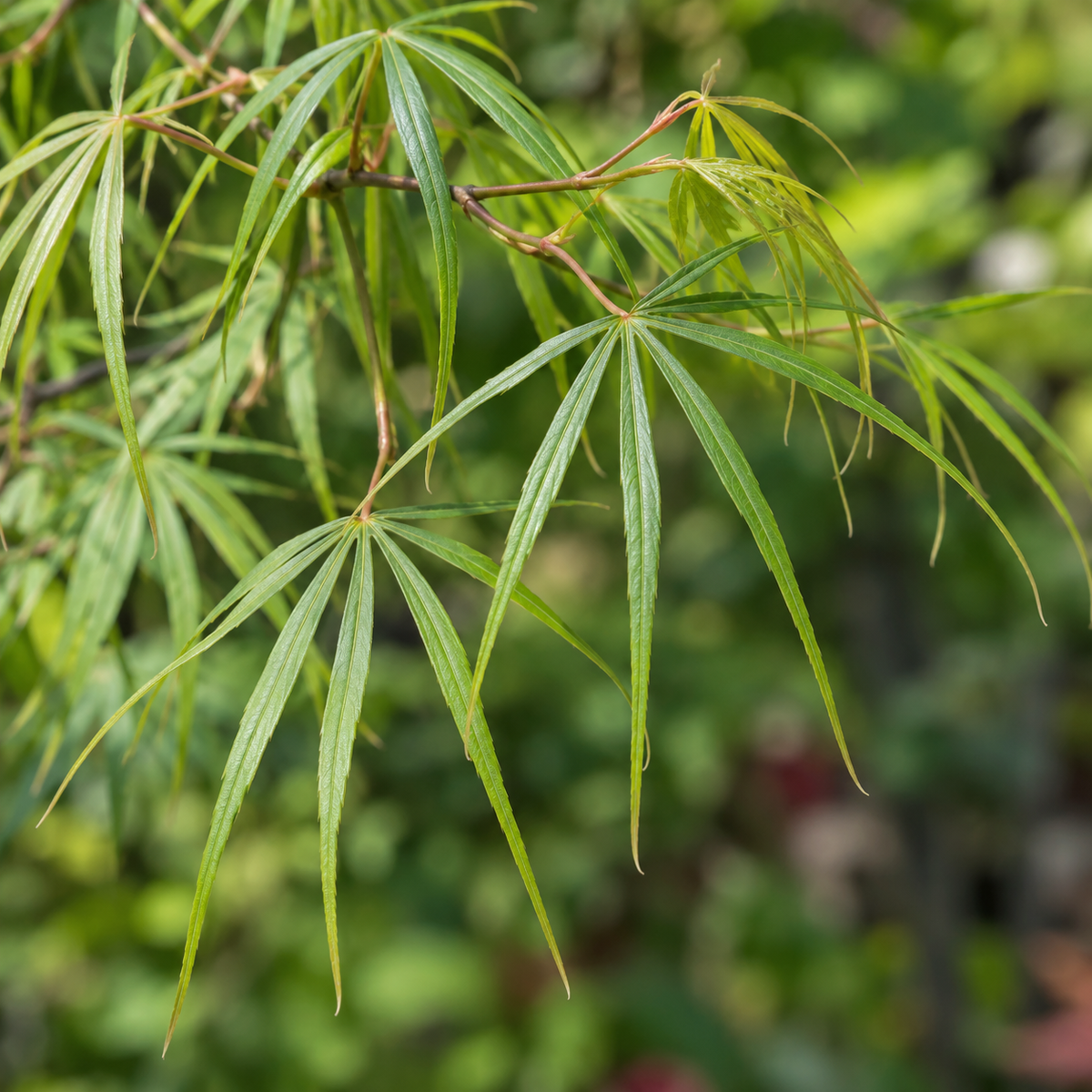 Acer palmatum Koto no ito – imagine ilustrativă