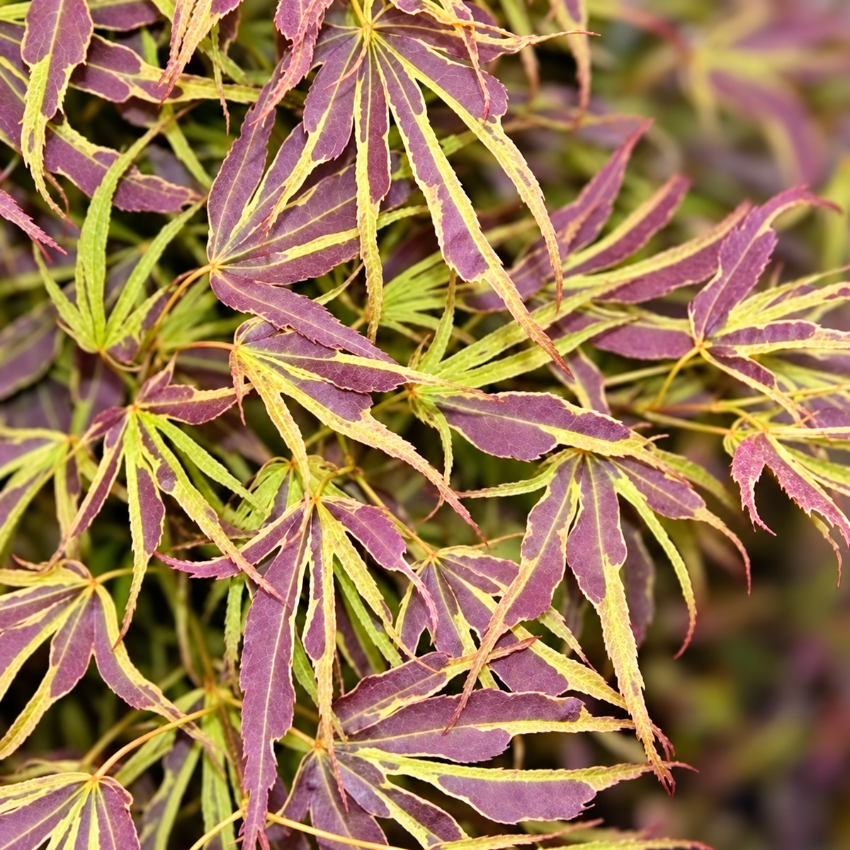 Acer palmatum Manyo no sato – imagine prelucrată după fotografie de referință