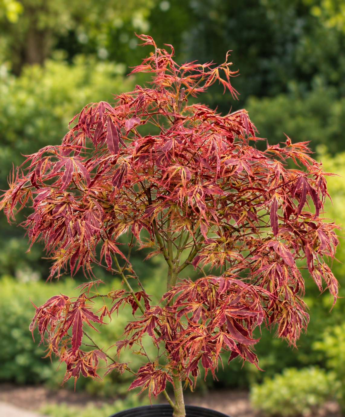 Acer palmatum Manyo no sato – imagine prelucrată după fotografie de referință