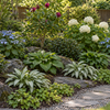 Miyabi – amenajare ilustrativă cu Magnolia Genie, hortensii Blue Wave și Incrediball, Skimmia Rubella, Hosta Devon Green, Pulmonaria Samourai și Waldsteinia