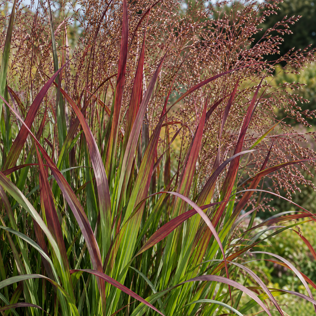 Panicum virgatum ‘Sangria’ – ilustrație AI