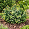 Picea omorika 'Nana' – port natural