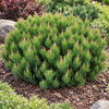 Pinus mugo Pumilio – port natural
