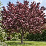 Prunus serrulata Royal Burgundy – díszfa
