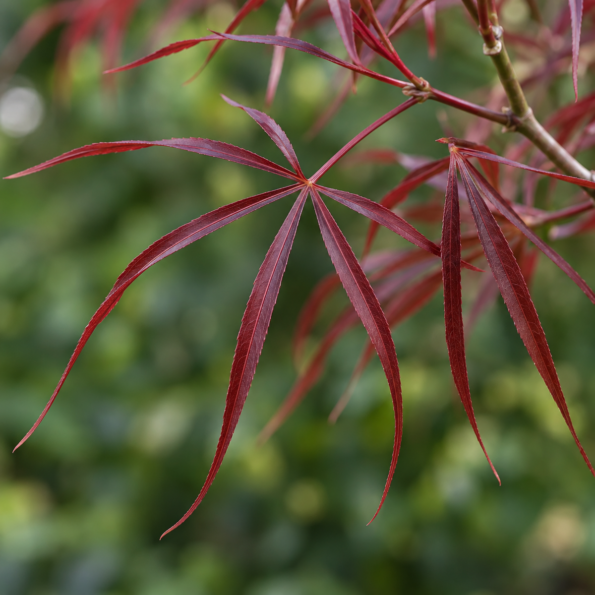 Acer palmatum Red Pygmy – imagine ilustrativă