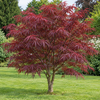 Acer palmatum Red Pygmy – imagine ilustrativă