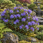Rhododendron ‘Blue Tit’ — în grădină (ilustrație)