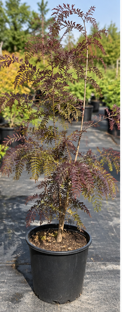 Gleditsia Ruby Lace – imagine ilustrativă 2