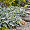 Stachys byzantina ‘Silver Carpet’ – ilustrație AI