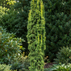 Taxus baccata 'Fastigiata Aurea' – detaliu și port natural