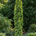 Taxus baccata 'Fastigiata Aurea' – detaliu și port natural