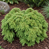 Tsuga canadensis 'Jeddeloh' – exemplar ornamental